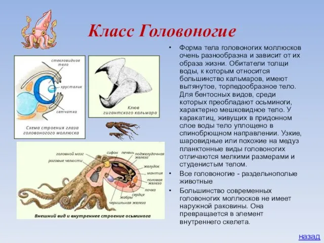 Класс Головоногие Форма тела головоногих моллюсков очень разнообразна и зависит от их