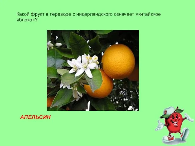 Какой фрукт в переводе с нидерландского означает «китайское яблоко»? АПЕЛЬСИН