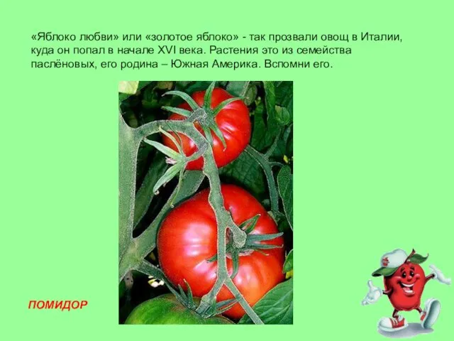 «Яблоко любви» или «золотое яблоко» - так прозвали овощ в Италии, куда