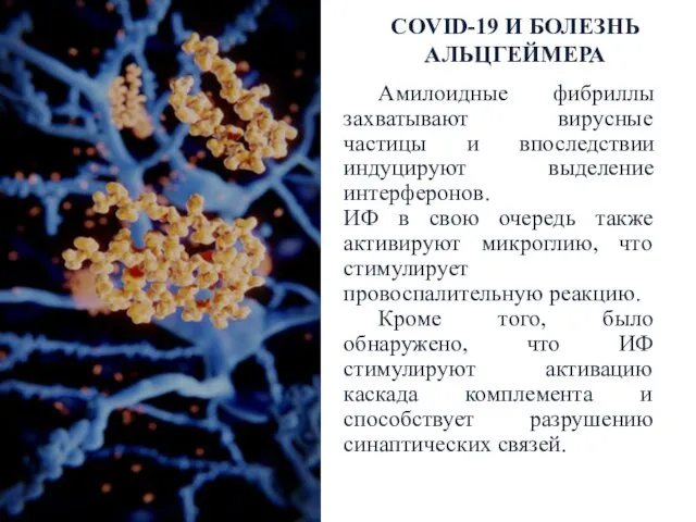 Амилоидные фибриллы захватывают вирусные частицы и впоследствии индуцируют выделение интерферонов. ИФ в