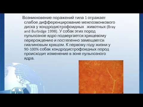 Возникновение поражений типа 1 отражает слабое дифференцирование межпозвонкового диска у хондродистрофоидных животных