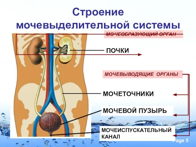 Строение мочевыделительной системы