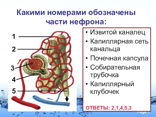 Извитой каналец Капиллярная сеть канальца Почечная капсула Собирательная трубочка Капиллярный клубочек Какими