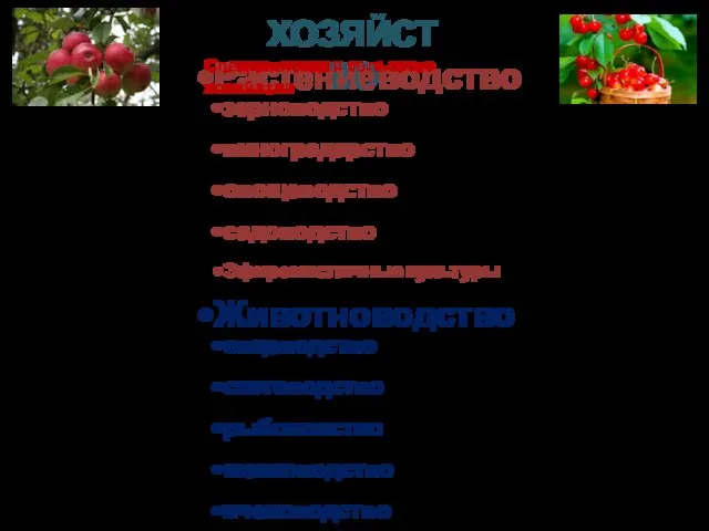 ХОЗЯЙСТВО Растениеводство зерноводство виноградарство овощеводство садоводство Эфиромасличные культуры Животноводство овцеводство скотоводство рыболовство