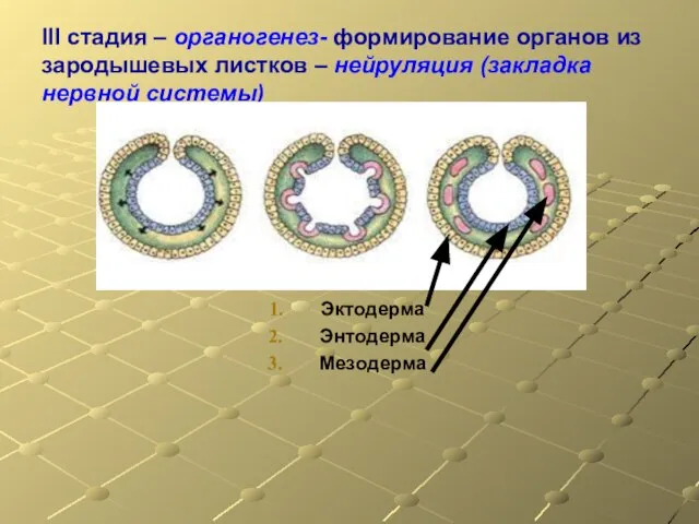 III стадия – органогенез- формирование органов из зародышевых листков – нейруляция (закладка