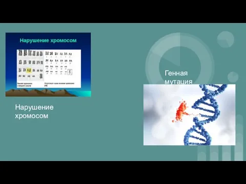 Нарушение хромосом Генная мутация