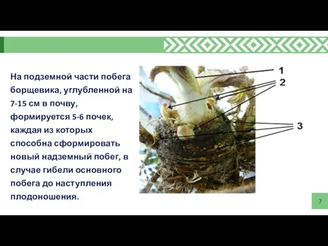 7 На подземной части побега борщевика, углубленной на 7-15 см в почву,