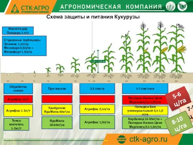 Схема защиты и питания Кукурузы При посеве Удобрение ЯраМила 40кг\га Обработка семян