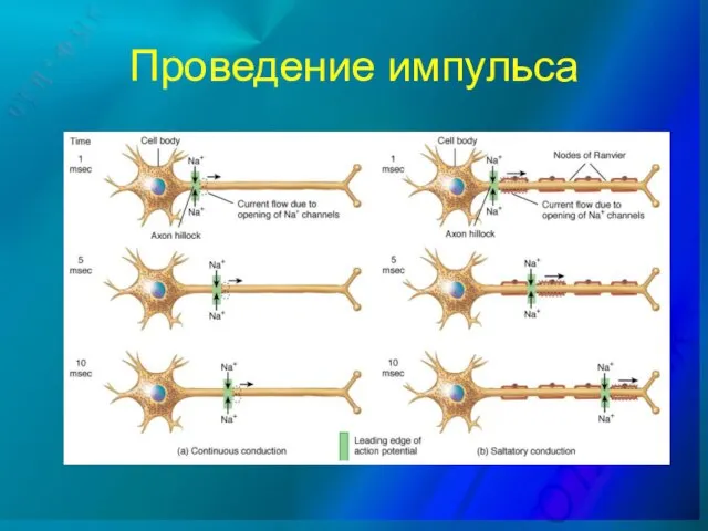 Проведение импульса