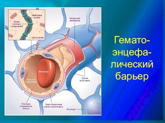 Гемато-энцефа-лический барьер