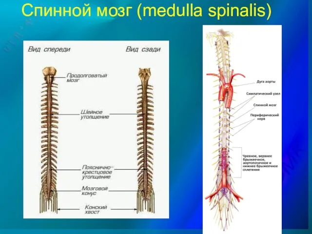 Спинной мозг (medulla spinalis)