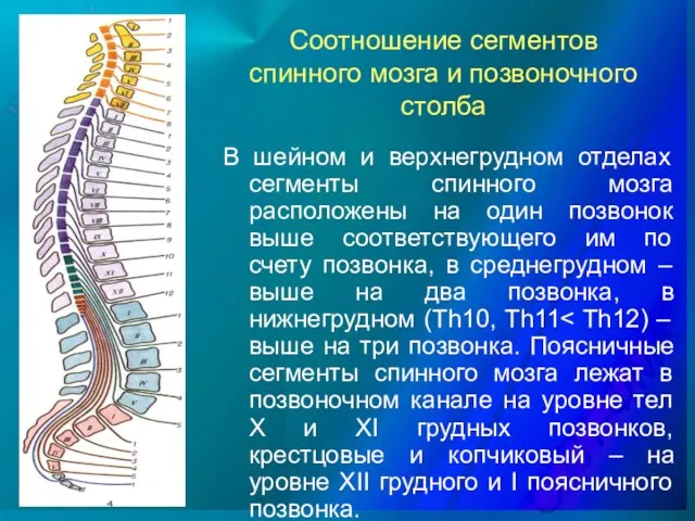 Соотношение сегментов спинного мозга и позвоночного столба В шейном и верхнегрудном отделах