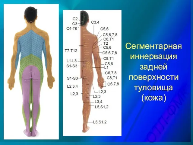 Сегментарная иннервация задней поверхности туловища (кожа)