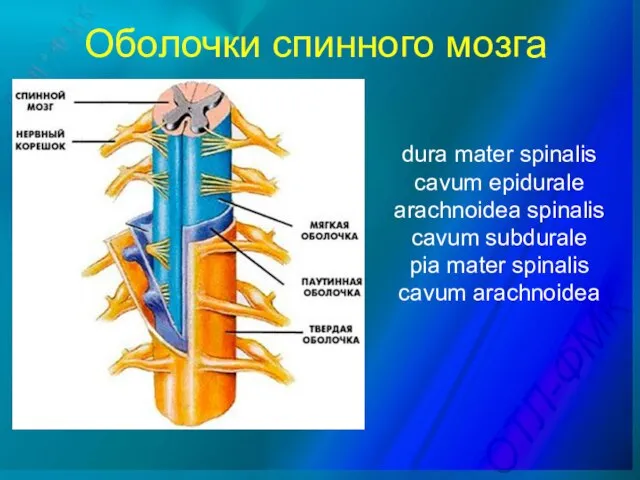 Оболочки спинного мозга dura mater spinalis cavum epidurale arachnoidea spinalis cavum subdurale