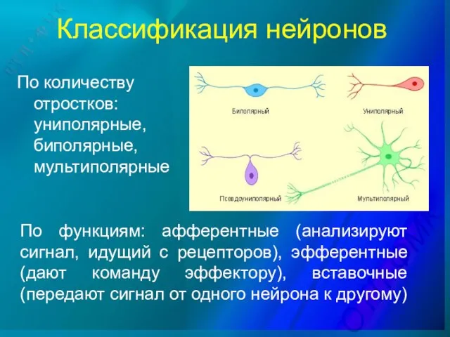 Классификация нейронов По количеству отростков: униполярные, биполярные, мультиполярные По функциям: афферентные (анализируют