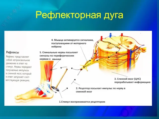 Рефлекторная дуга