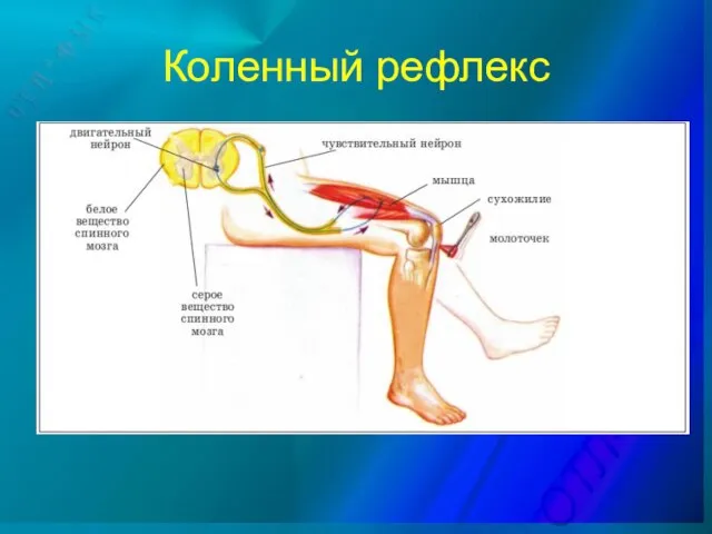 Коленный рефлекс