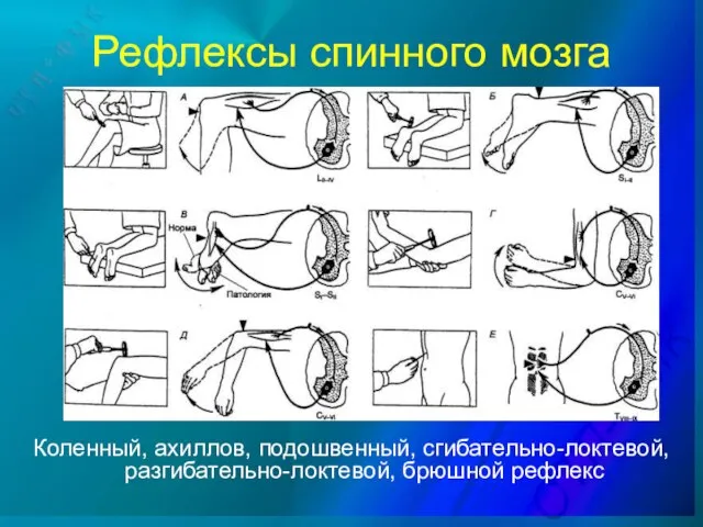 Рефлексы спинного мозга Коленный, ахиллов, подошвенный, сгибательно-локтевой, разгибательно-локтевой, брюшной рефлекс