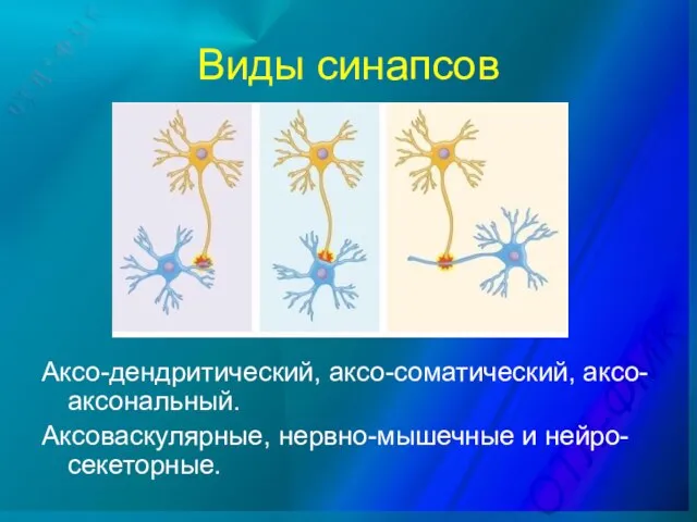 Виды синапсов Аксо-дендритический, аксо-соматический, аксо-аксональный. Аксоваскулярные, нервно-мышечные и нейро-секеторные.