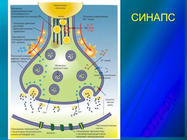СИНАПС