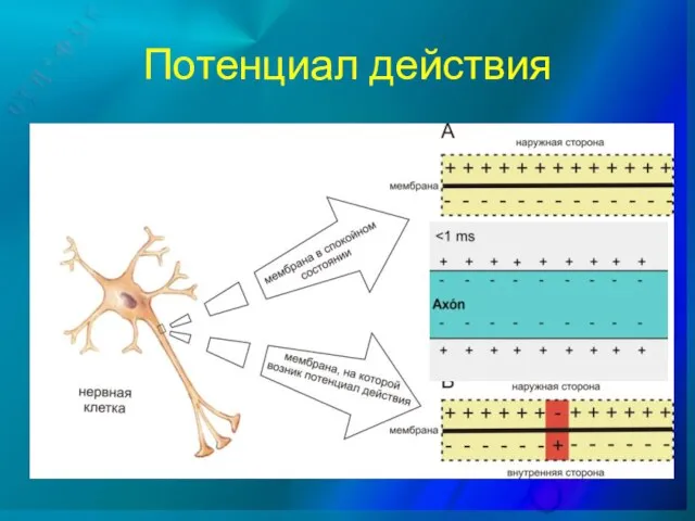 Потенциал действия