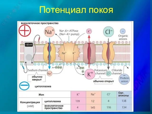 Потенциал покоя