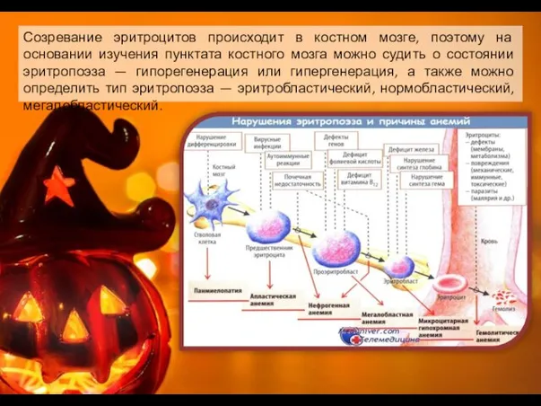 Созревание эритроцитов происходит в костном мозге, поэтому на основании изучения пунктата костного