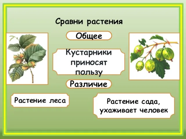 Сравни растения Общее Различие Кустарники приносят пользу Растение леса Растение сада, ухаживает человек