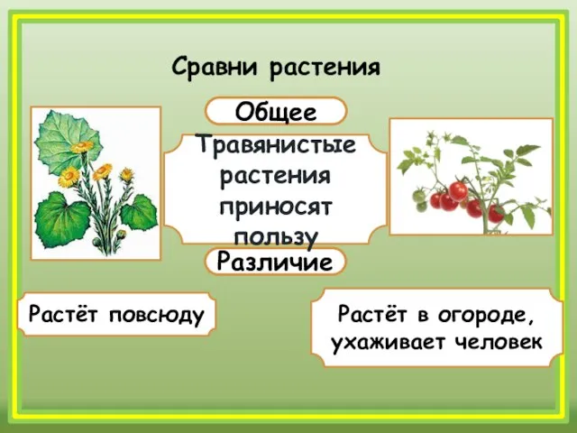 Сравни растения Общее Различие Травянистые растения приносят пользу Растёт повсюду Растёт в огороде, ухаживает человек