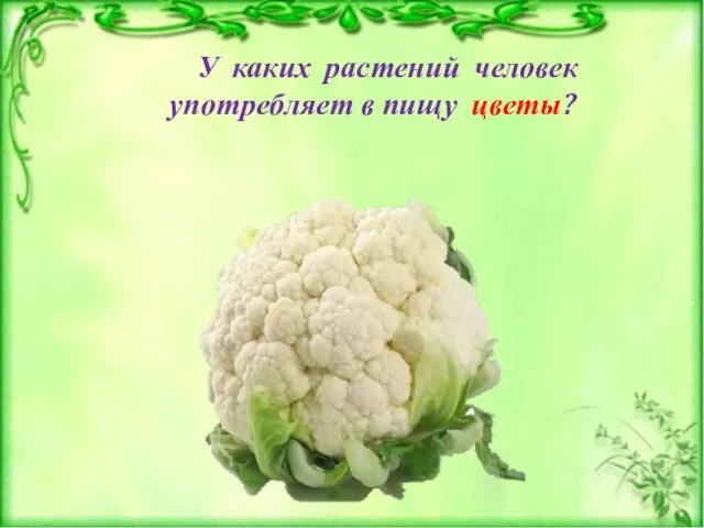 У каких растений человек употребляет в пищу цветы?