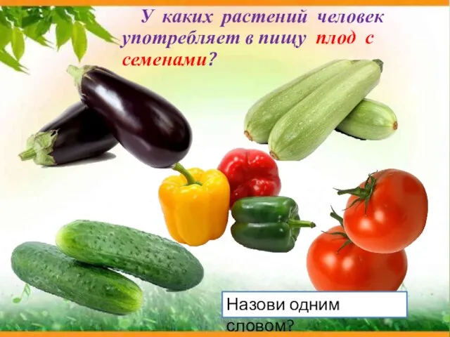 У каких растений человек употребляет в пищу плод с семенами? Назови одним словом?