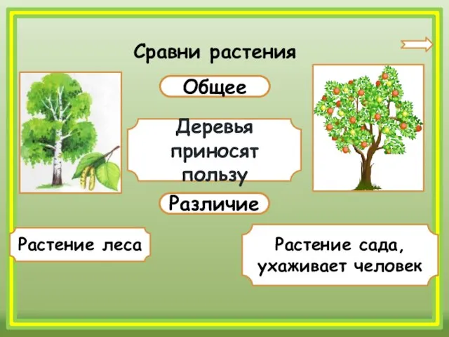 Сравни растения Общее Различие Деревья приносят пользу Растение леса Растение сада, ухаживает человек