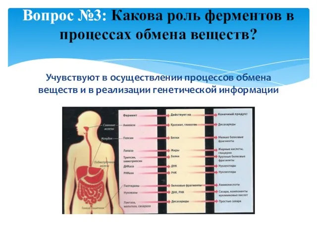 Учувствуют в осуществлении процессов обмена веществ и в реализации генетической информации Вопрос