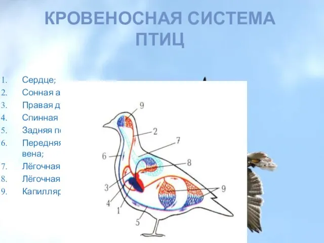 КРОВЕНОСНАЯ СИСТЕМА ПТИЦ Сердце; Сонная артерия; Правая дуга аорты; Спинная аорта; Задняя