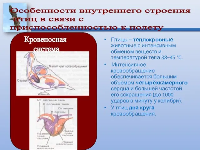 Птицы – теплокровные животные с интенсивным обменом веществ и температурой тела 38–45