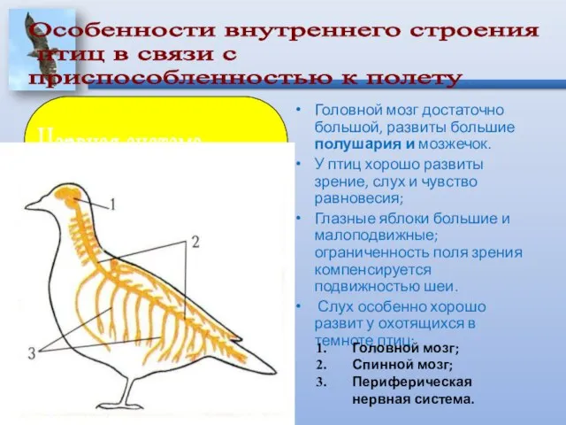 Головной мозг достаточно большой, развиты большие полушария и мозжечок. У птиц хорошо