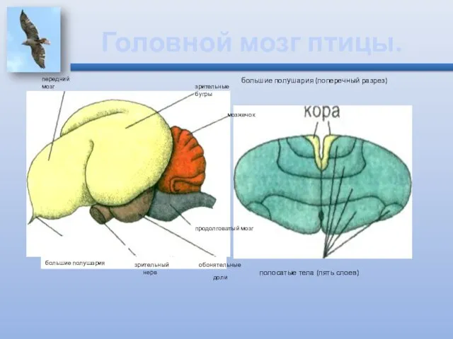 Головной мозг птицы. большие полушария большие полушария (поперечный разрез) полосатые тела (пять