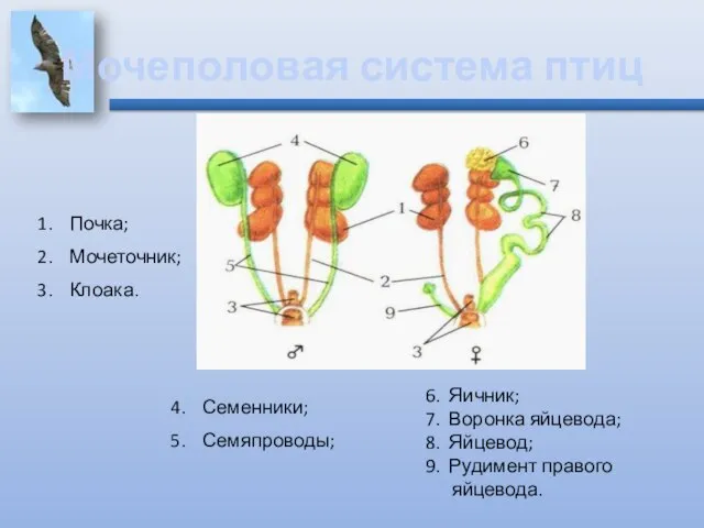 Мочеполовая система птиц Почка; Мочеточник; Клоака. Семенники; Семяпроводы; 6. Яичник; 7. Воронка