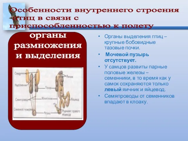 Органы выделения птиц – крупные бобовидные тазовые почки. Мочевой пузырь отсутствует. У