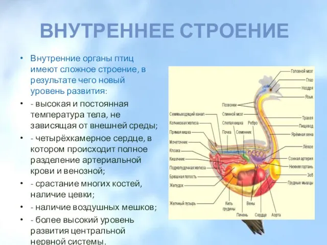 ВНУТРЕННЕЕ СТРОЕНИЕ Внутренние органы птиц имеют сложное строение, в результате чего новый