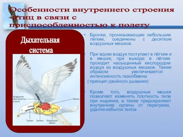 Бронхи, пронизывающие небольшие лёгкие, соединены с десятком воздушных мешков. При вдохе воздух