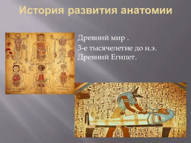 История развития анатомии Древний мир . 3-е тысячелетие до н.э. Древний Египет.