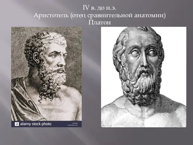 IV в. до н.э. Аристотель (отец сравнительной анатомии) Платон