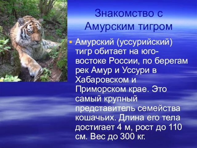 Знакомство с Амурским тигром Амурский (уссурийский) тигр обитает на юго-востоке России, по