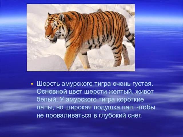 Шерсть амурского тигра очень густая. Основной цвет шерсти желтый, живот белый. У