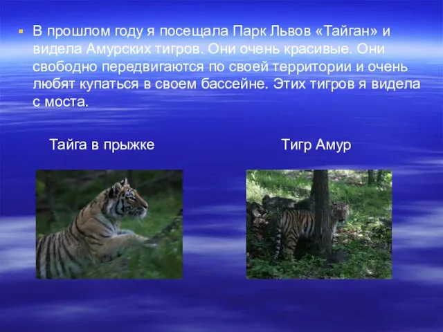 В прошлом году я посещала Парк Львов «Тайган» и видела Амурских тигров.