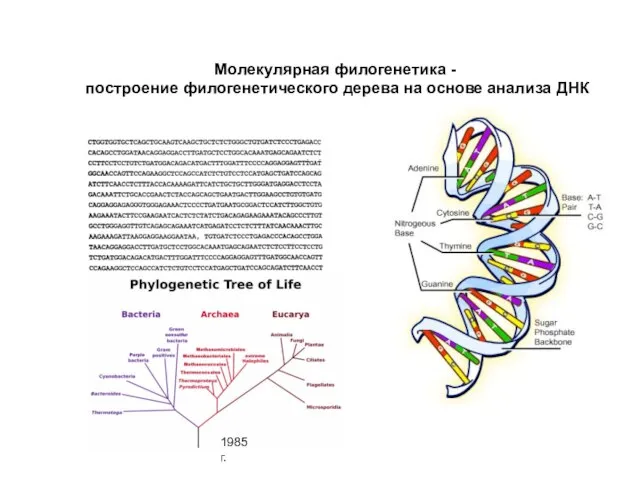 Молекулярная филогенетика - построение филогенетического дерева на основе анализа ДНК 1985 г.