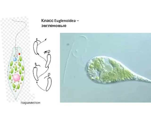 Класс Euglenoidea – эвгленовые Пелликула парамилон