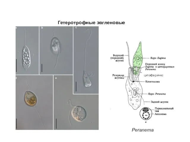 Гетеротрофные эвгленовые Peranema цитофаринкс