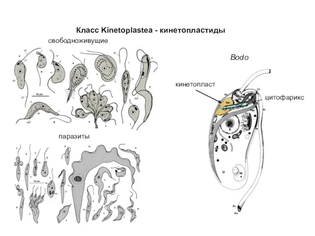 Класс Kinetoplastea - кинетопластиды Bodo кинетопласт свободноживущие паразиты цитофарикс